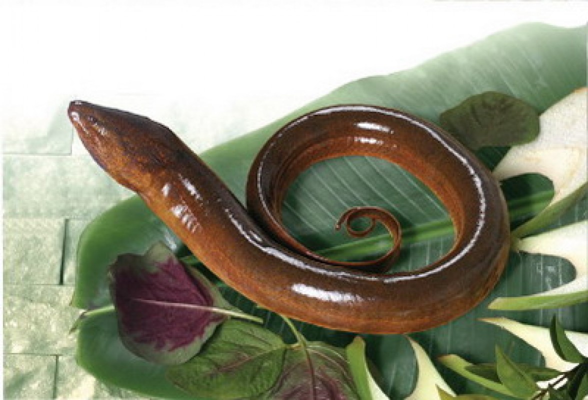 Freshness EEL from Vietnam